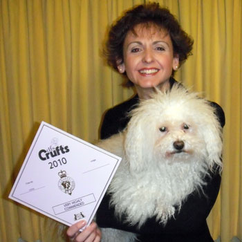 Paolo winning a V.H.C. at Crufts 2010 Bolognese dog picture